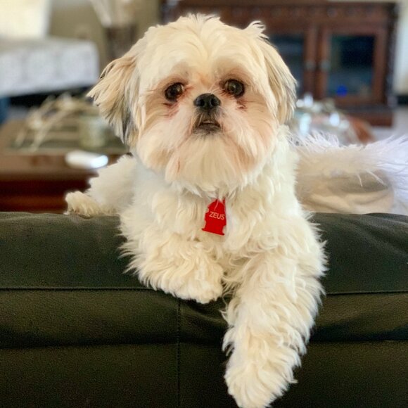 Meet your Posher, Kris - Picture 2 of 2